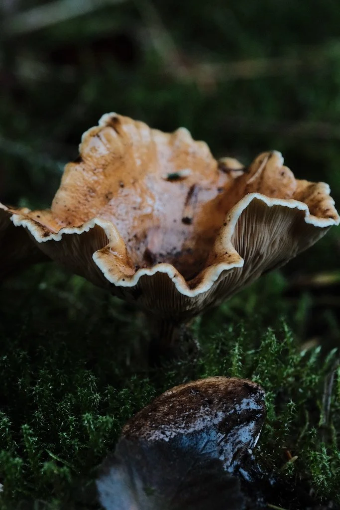 DSCF1346.JPG
