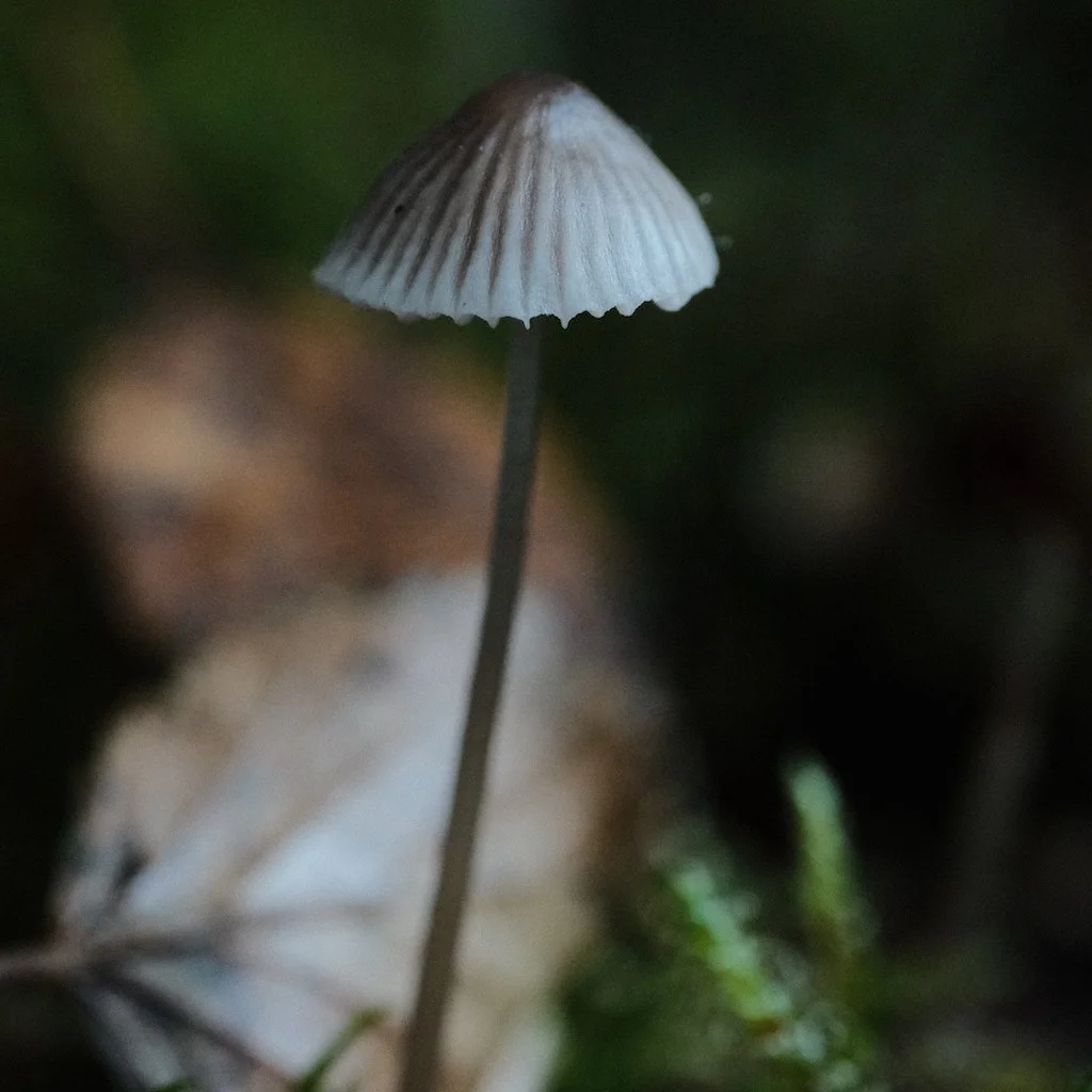 DSCF1351.JPG