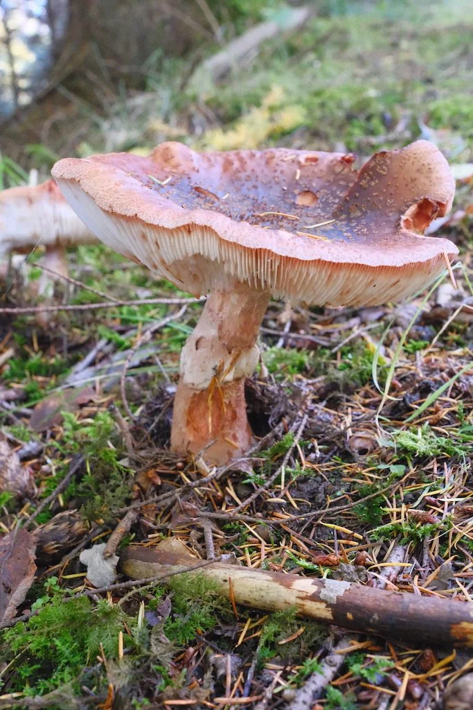 DSCF4342.JPG