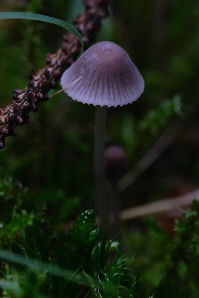 DSCF0727.JPG