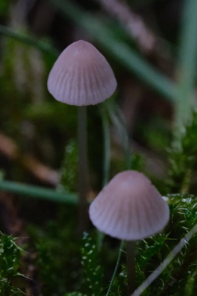 DSCF0729.JPG