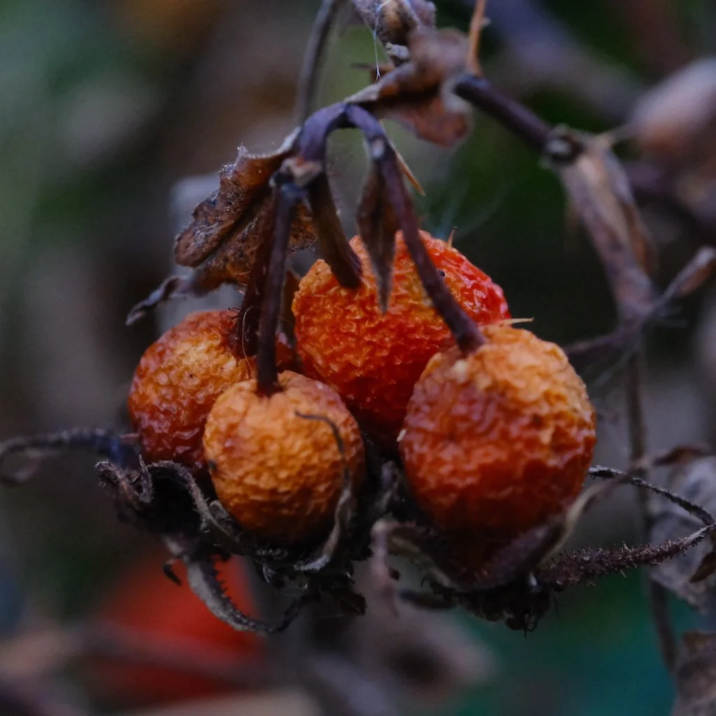DSCF0842.JPG