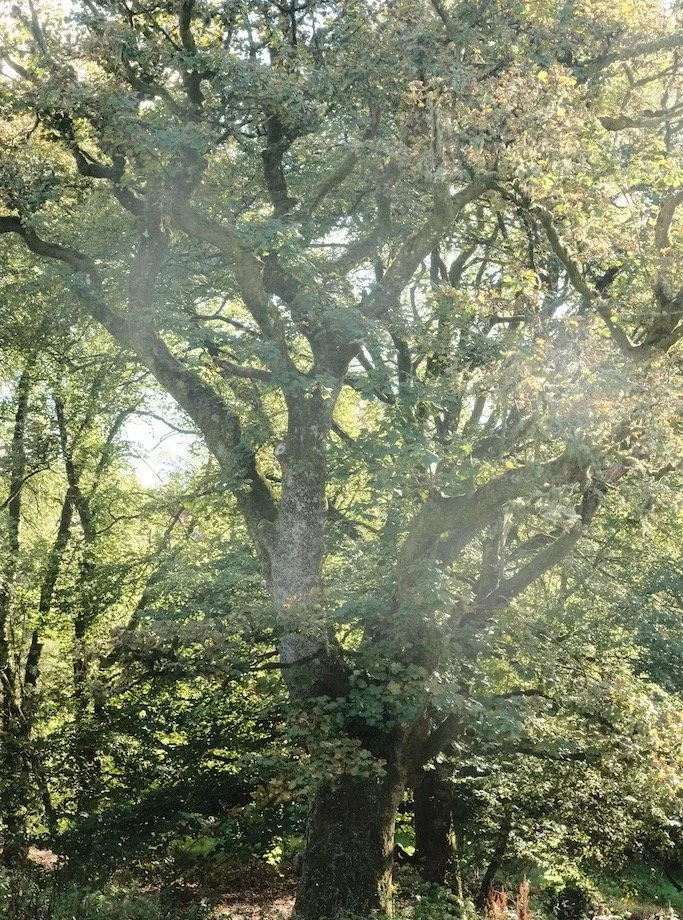 Meet a Tree | Tree of the Day | Donkleywoods | Kielder Forest #saveourwoodland #supportourtrees #hugatree #lovetrees #kielderforest