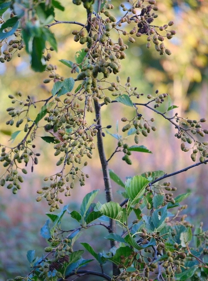 Bull Crag Peninsular in October

Little Alder sapling in abundance of female catkins #nature #autumn #kielderforest