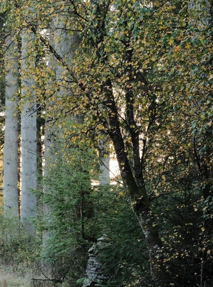 Bakethin Nature Reserve in October

The path from Matthews Linn to Bakethin Weir is absolutely delicious with autumn vibes right now. #nature #kielderforest #autumn