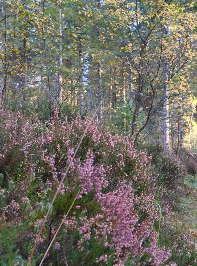 Bakethin Nature Reserve in Autumn

Autumn delightful colours 
 #nature #autumn #autumncolours #kielderforest