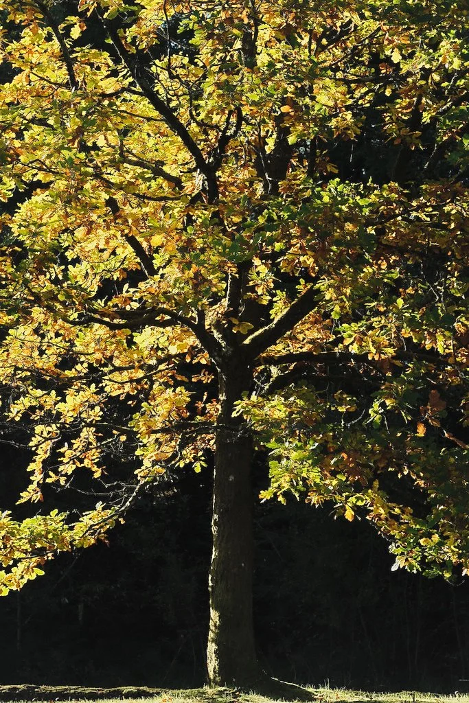 oak tree with autumn leaves illuminated by sunlight
