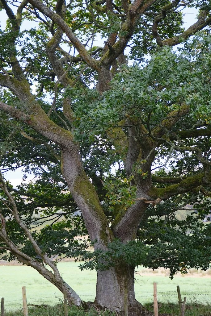 large charactful tree with leaves in autumn