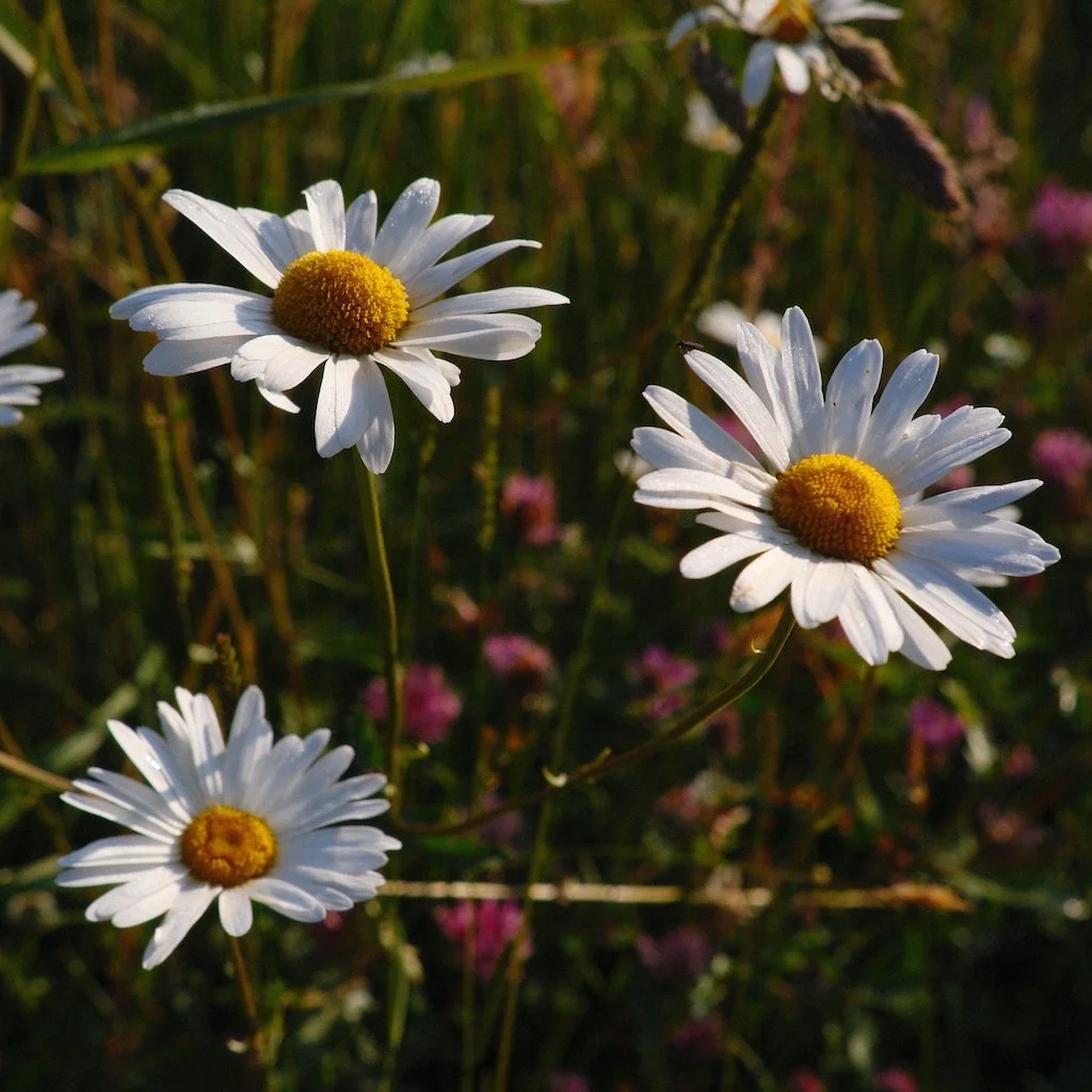 DSCF4060.JPG