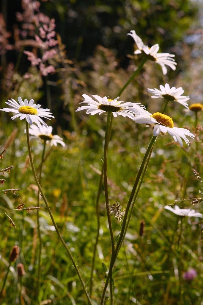 DSCF3907.JPG