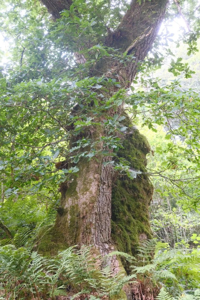 tree in a woodland with moss covering , ferns and leaves in early autumn