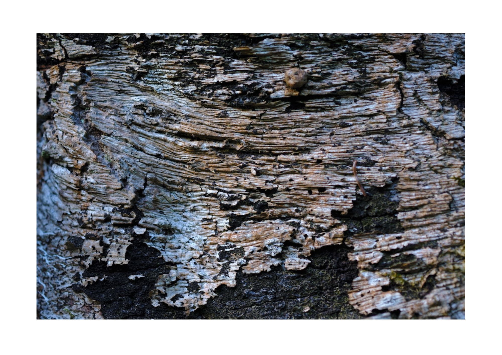 tree bark with light brown and white bark in a shape of a landscape or map imposed onto dark bark beneath