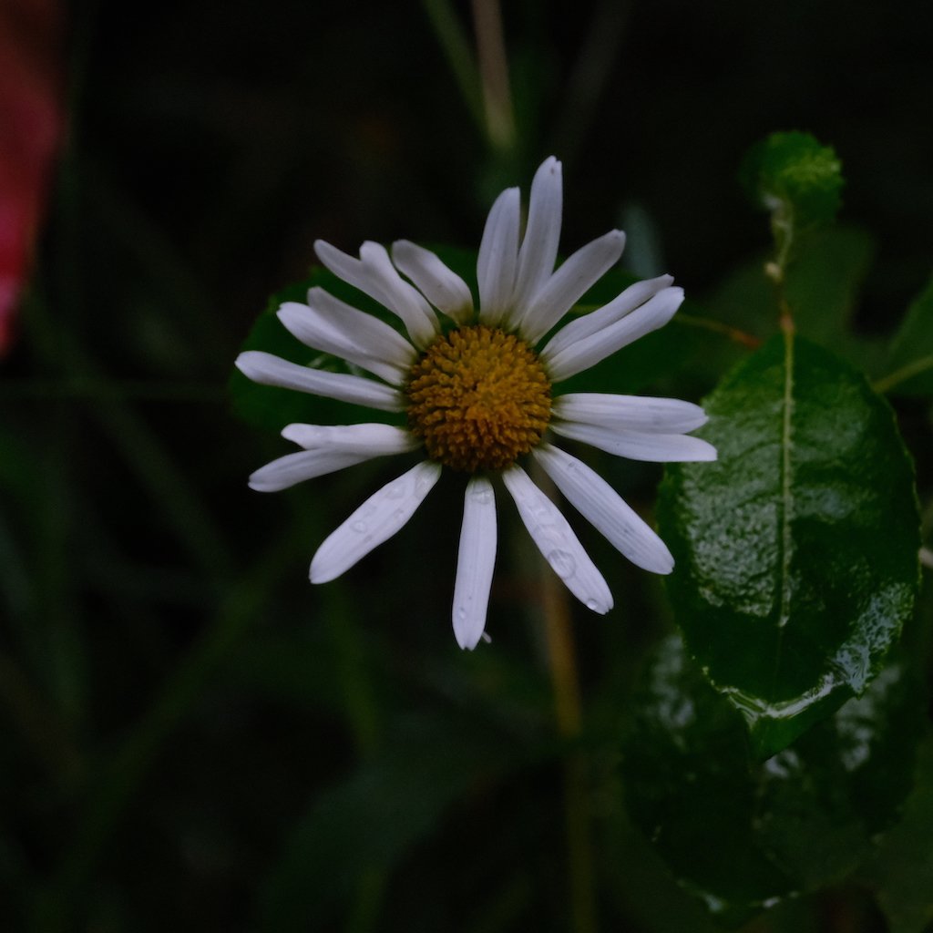DSCF0186.JPG