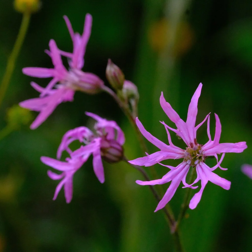DSCF3856.JPG