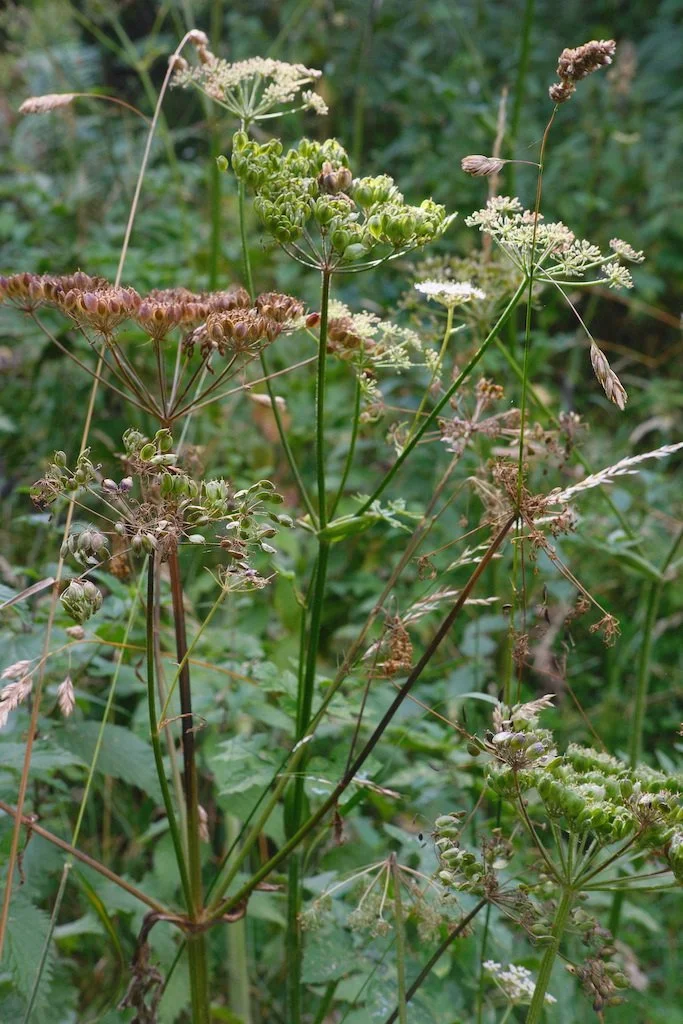 DSCF4108.JPG