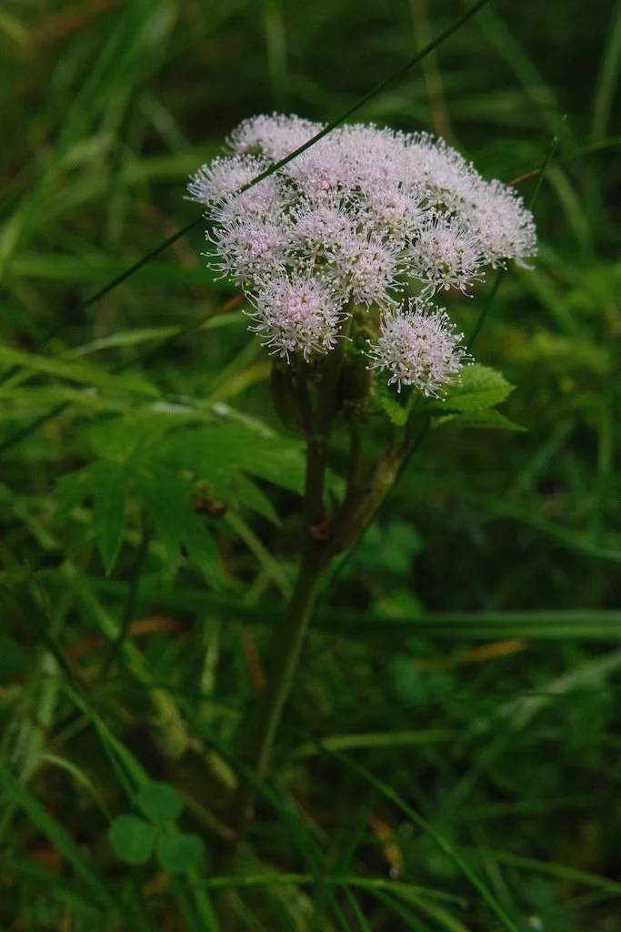 DSCF4154.JPG