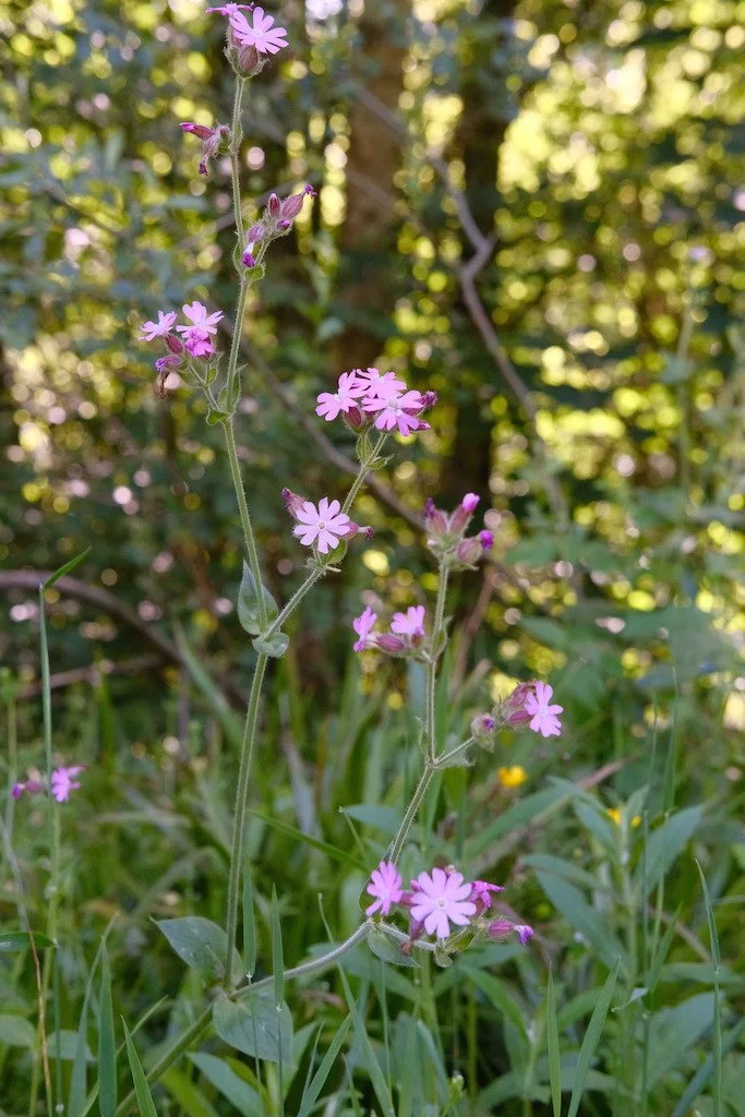 DSCF3890.JPG