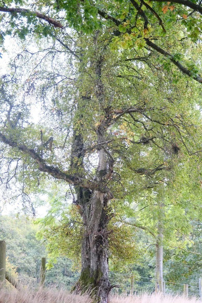 tall large birch with leaves beginning to lighten in autumn