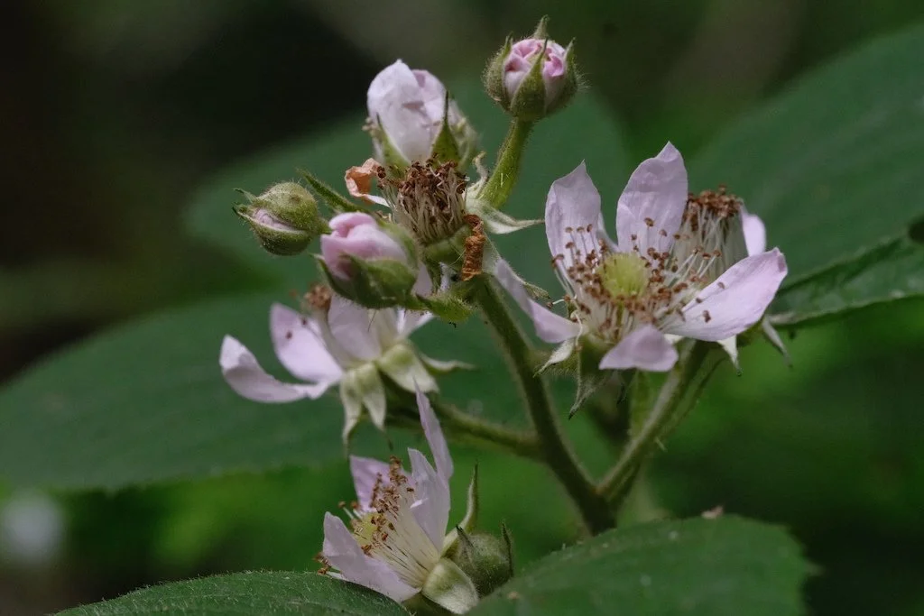 DSCF3976.JPG