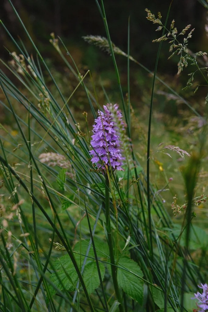 DSCF4070.JPG