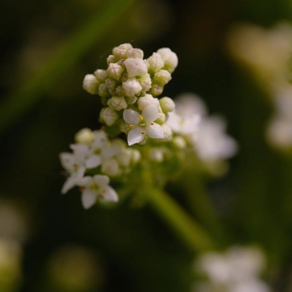 DSCF3790.JPG