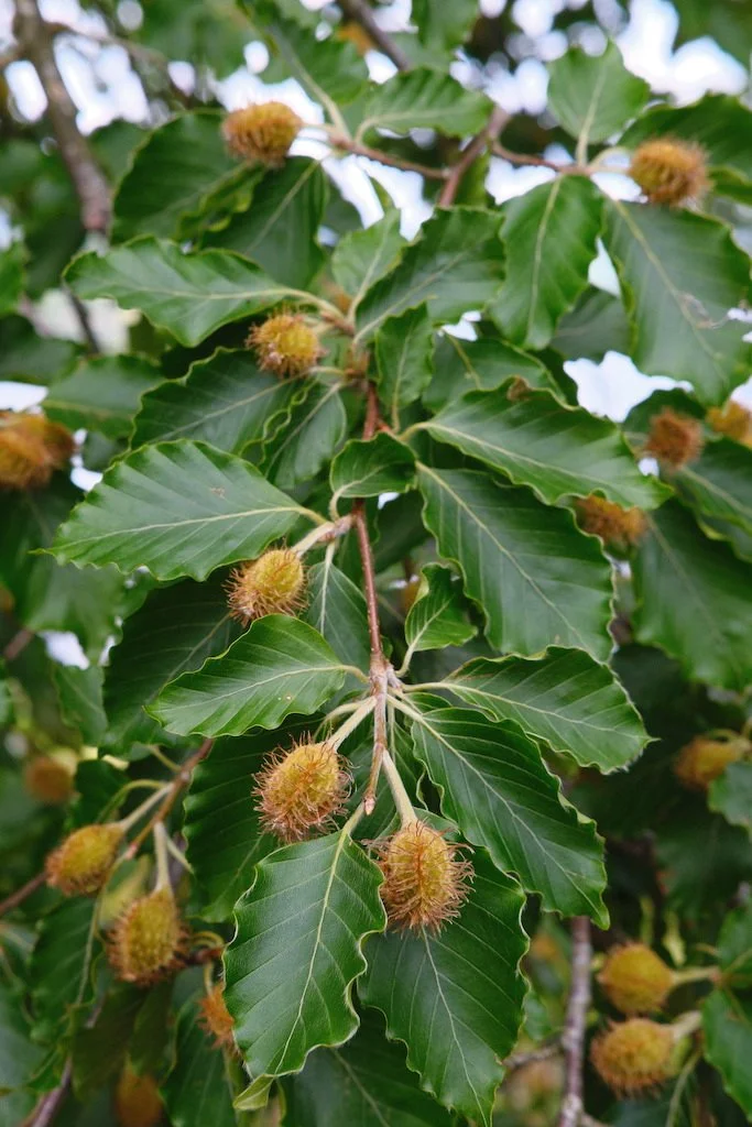 DSCF4082.JPG