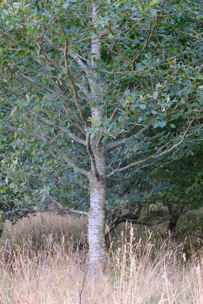 meet a tree in Holystone woods Coquetdale Northumberland