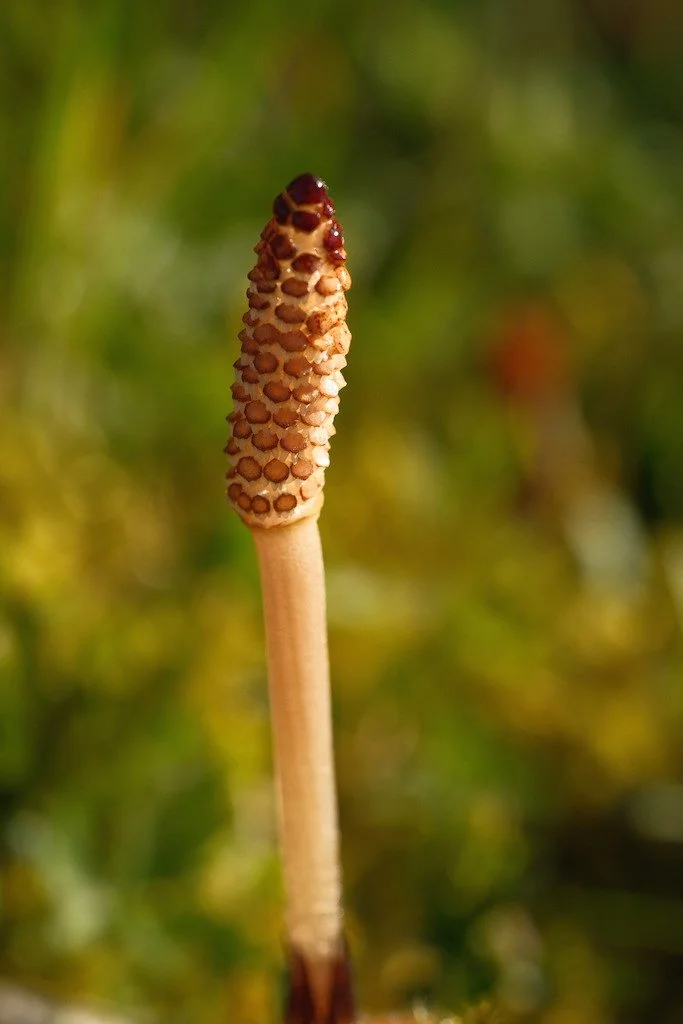 DSCF3124.JPG