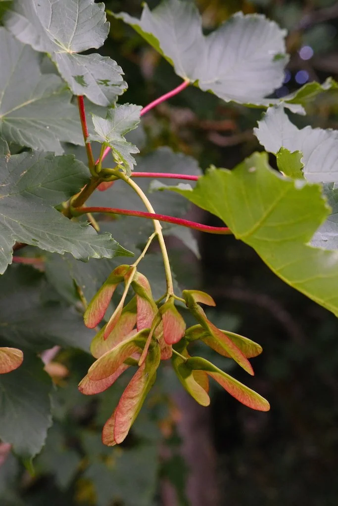 DSCF3915.JPG