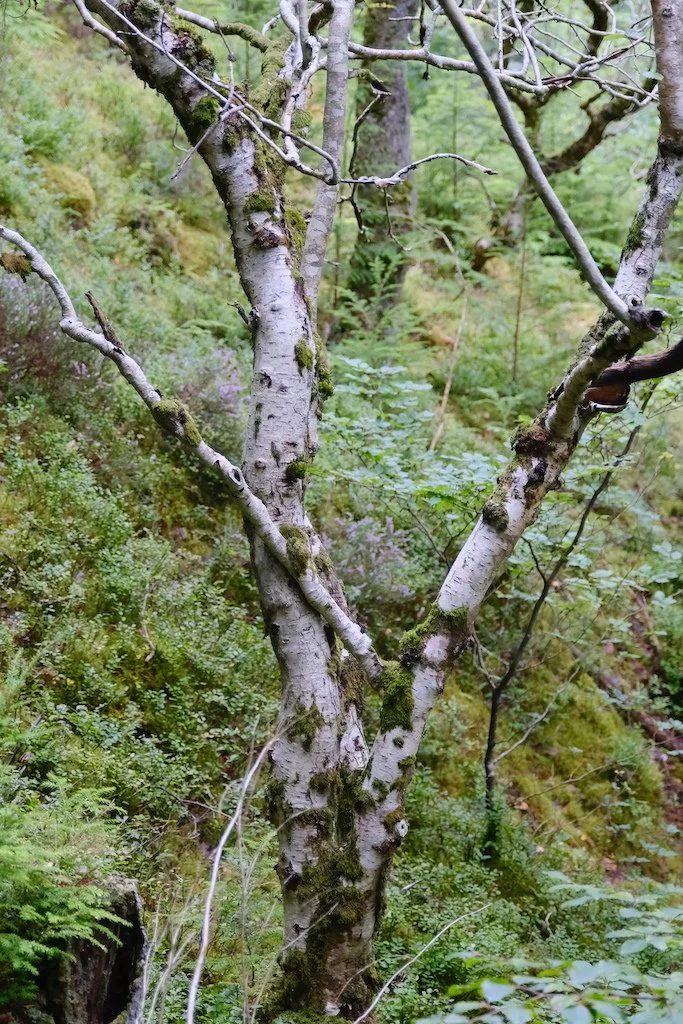 meet a tree in Holystone woods Coquetdale Northumberland