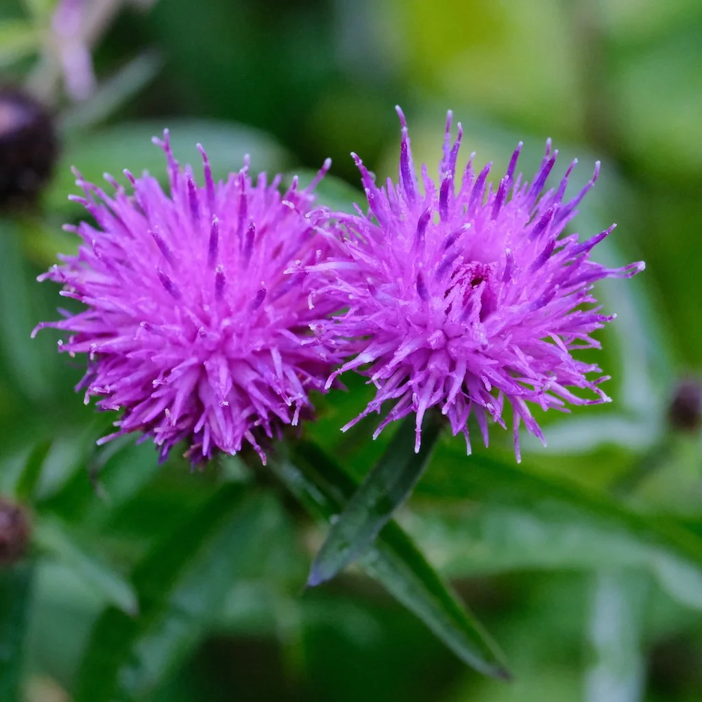 DSCF0187.JPG