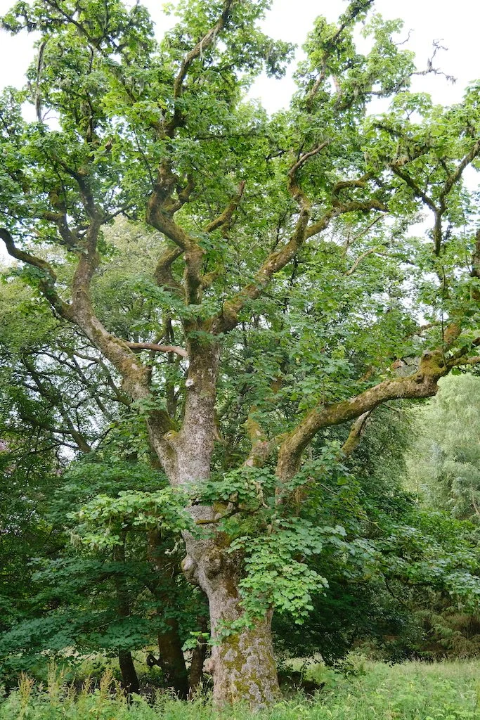 tree within sidwood kielder forest