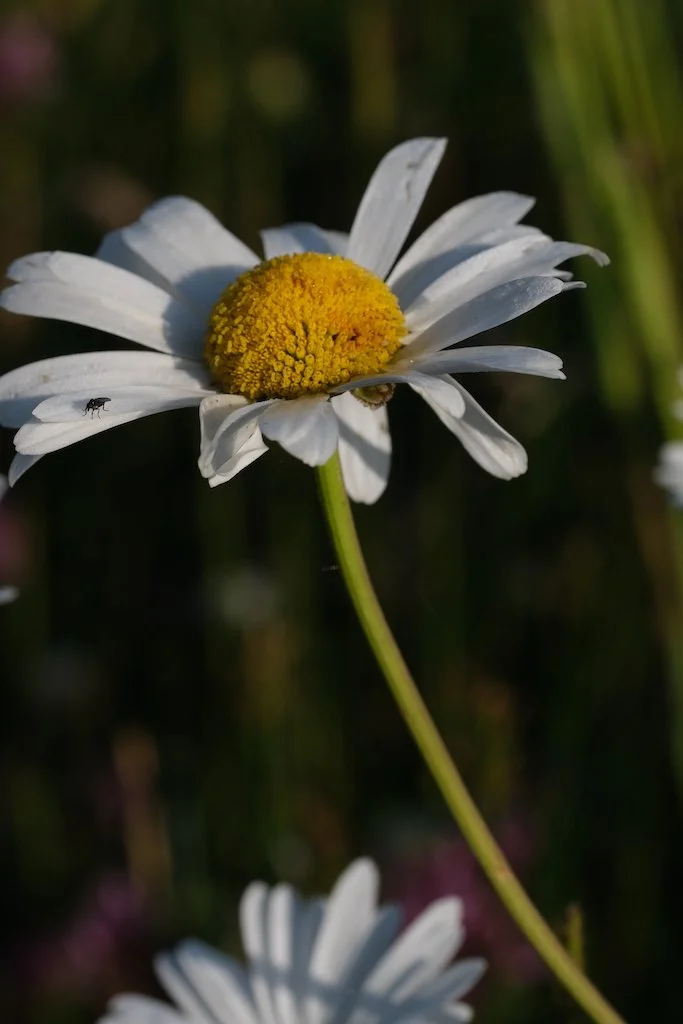 DSCF0027.JPG