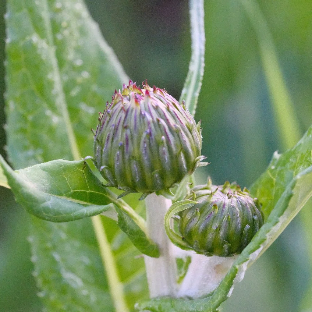 DSCF3694.JPG