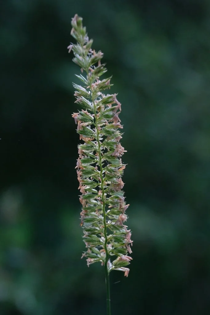 DSCF0019.JPG
