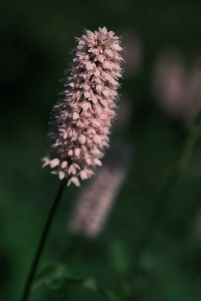 DSCF3399.JPG