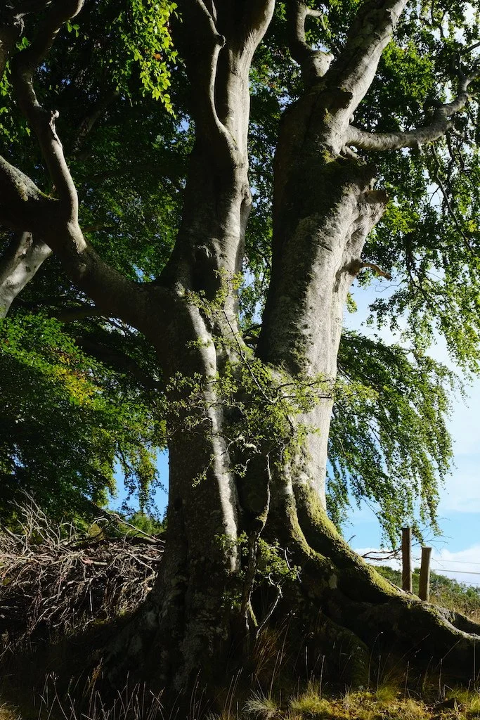 meet a tree in Holystone woods Coquetdale Northumberland