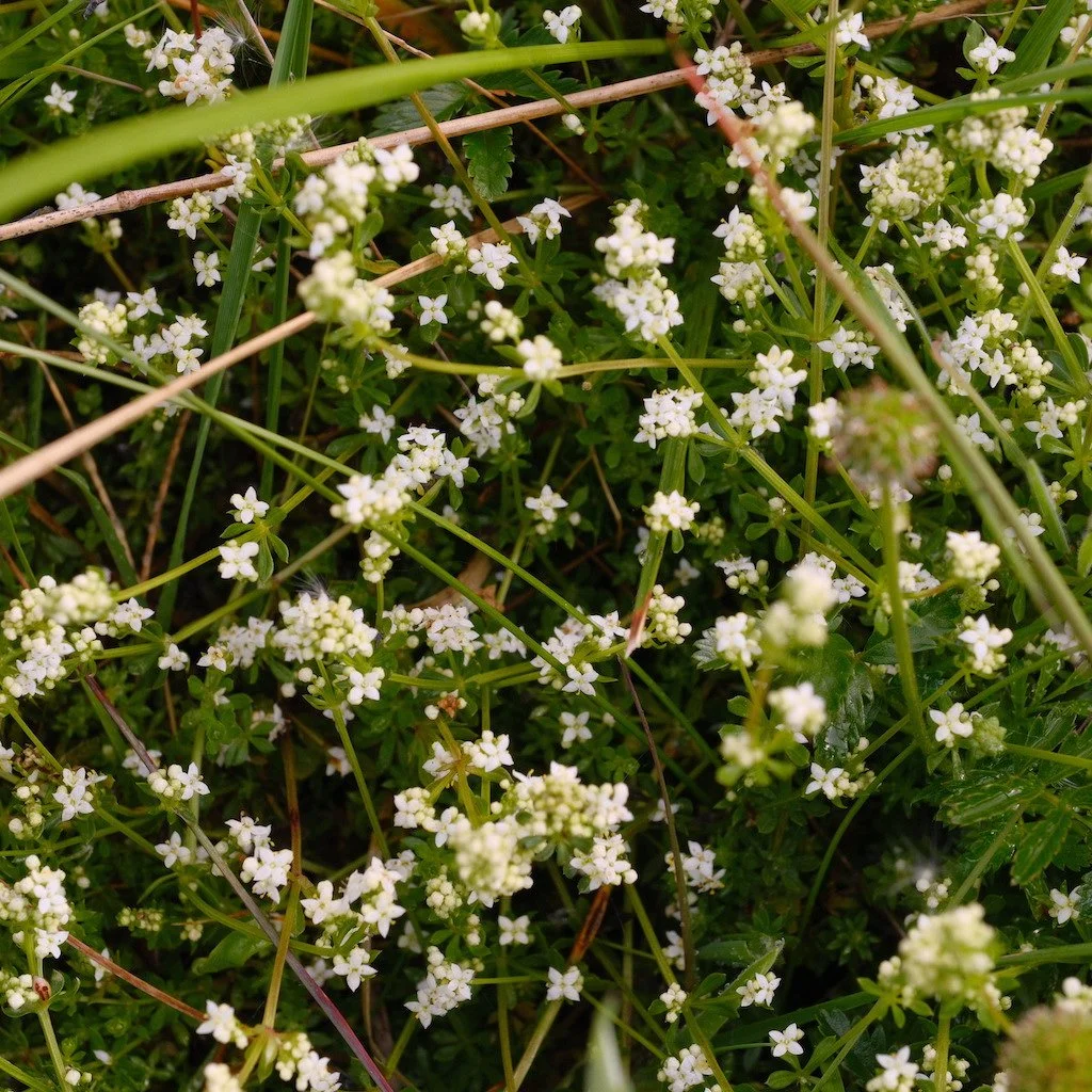 DSCF3791.JPG