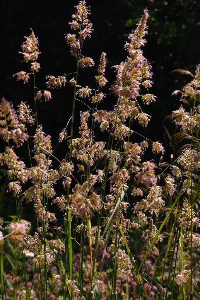 DSCF3908.JPG