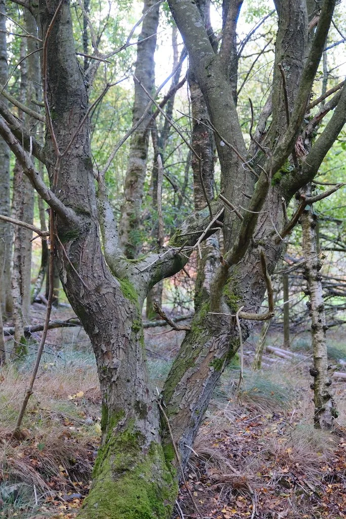 Double trunk tree with moss on base in autumn