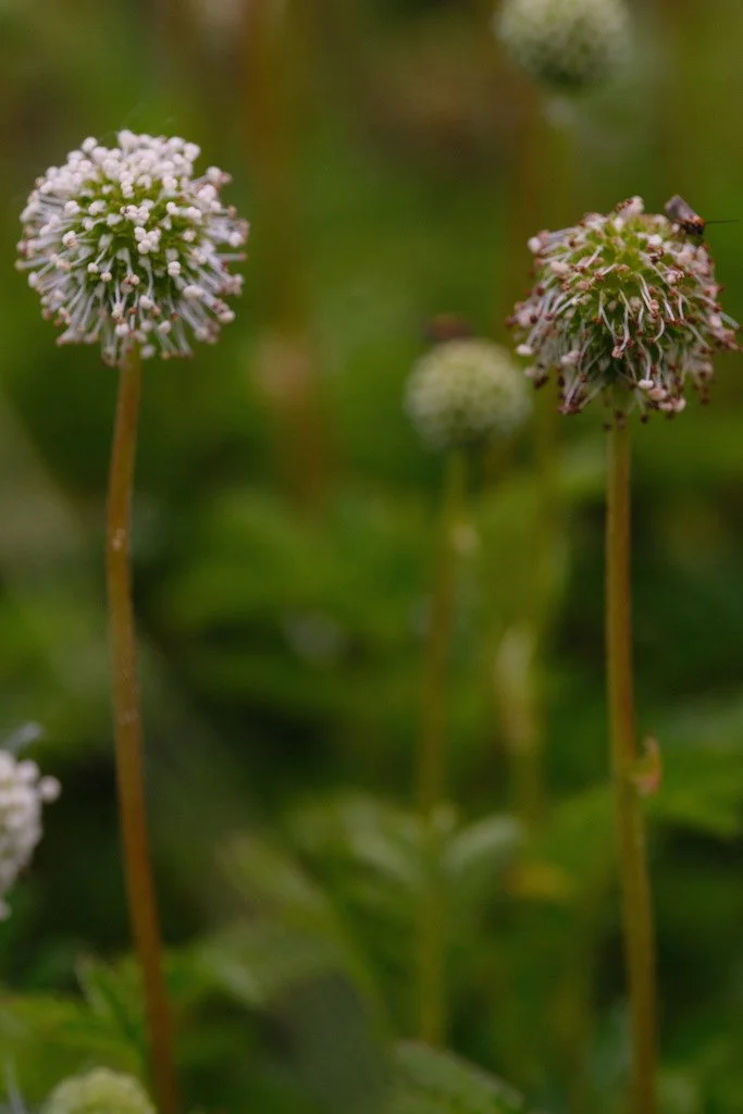 DSCF3787.JPG