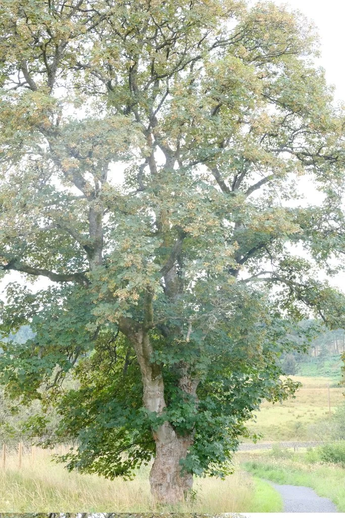 meet a tree in kielder foreat and northumberland