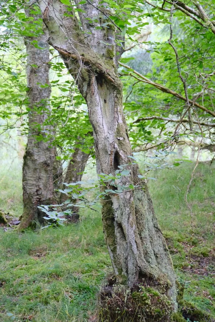 tree within sidwood kielder forest