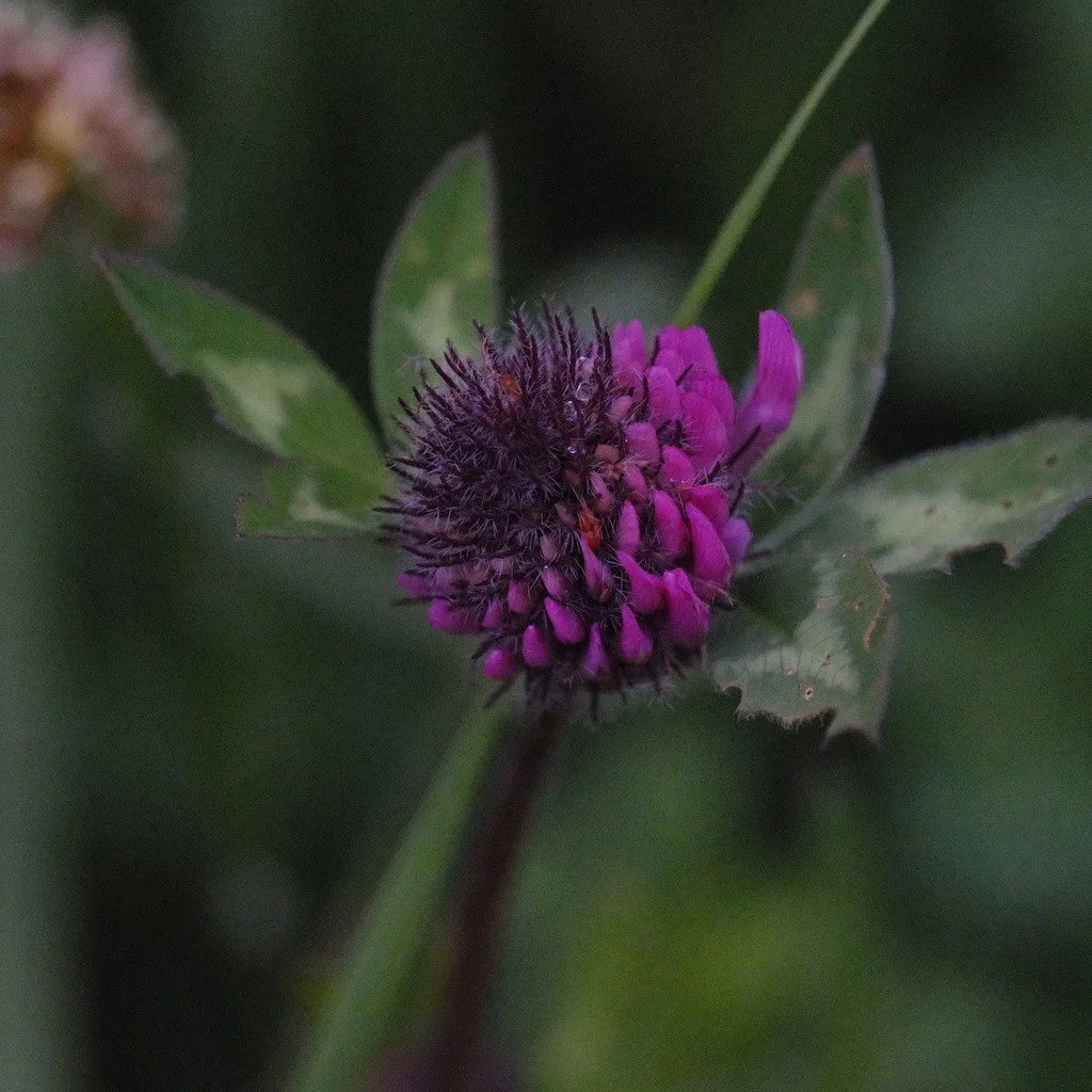 DSCF3782.JPG