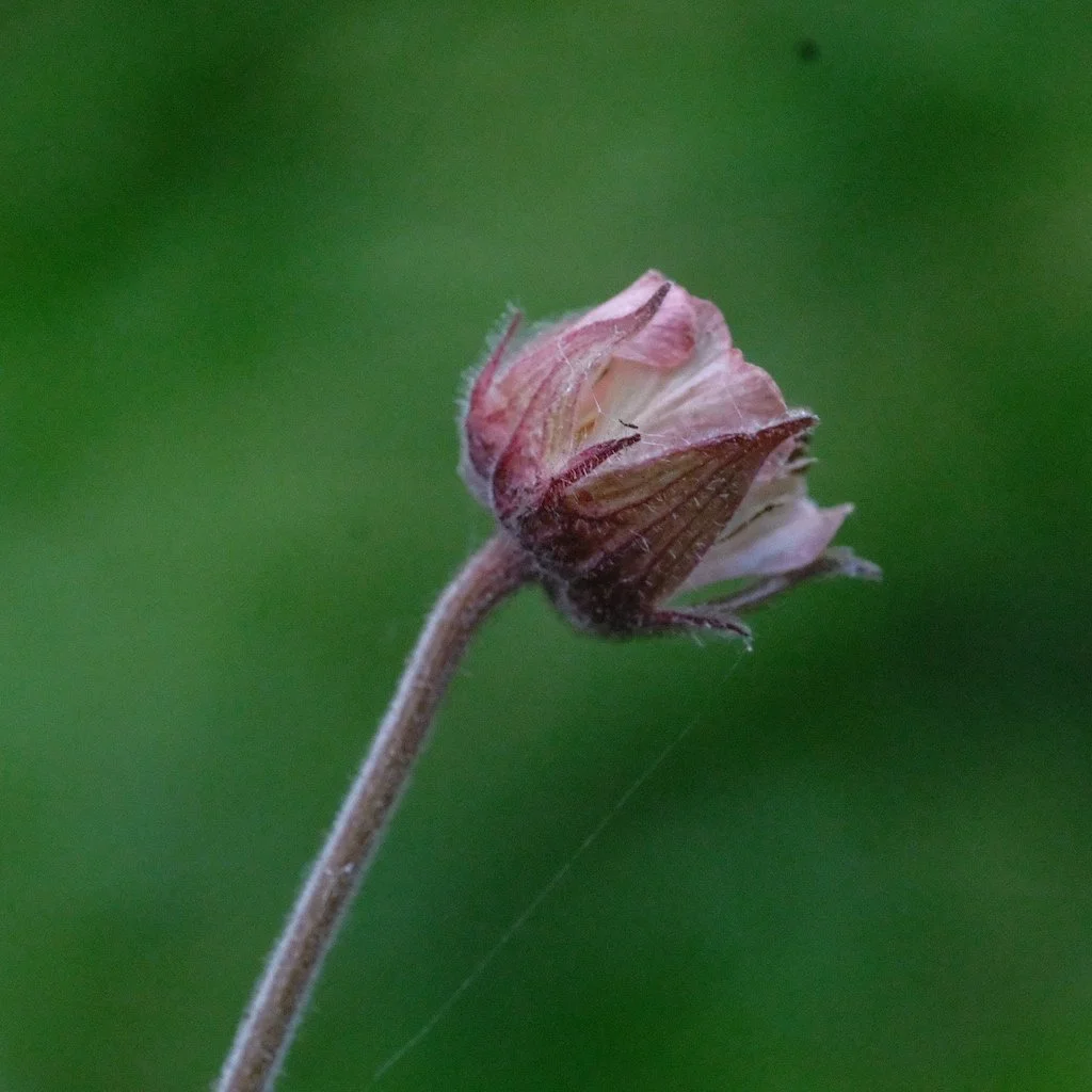 DSCF3969.JPG