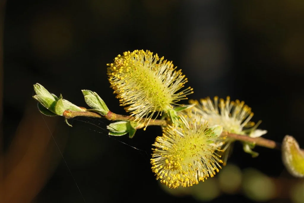 DSCF3110.JPG