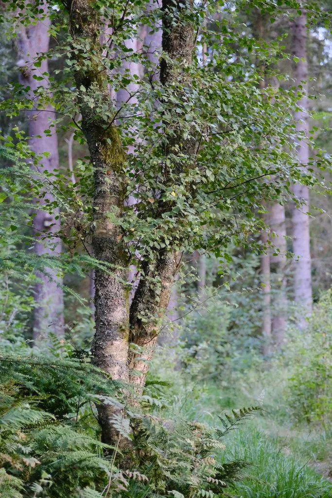 tree image in a woodland