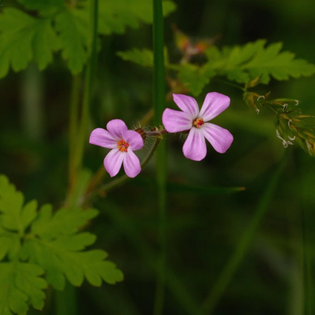 DSCF3750.JPG