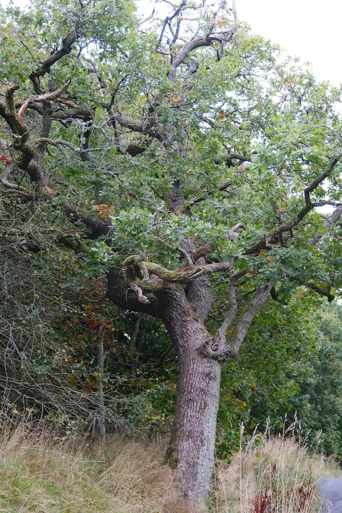 large tree trunk with twisty branches higher up
