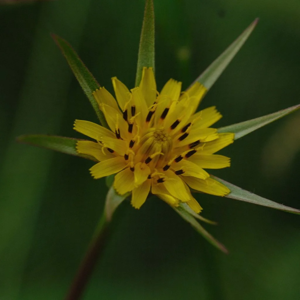 DSCF4017.JPG